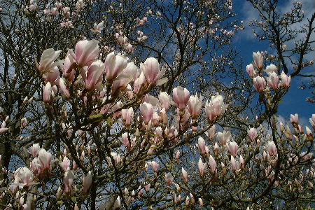 North Walk magnolia in blossom
